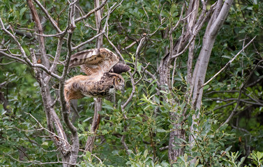 Great Horned Owl Take Off