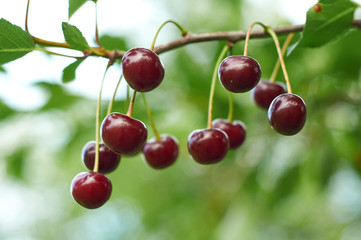 Branch of cherry with red berries
