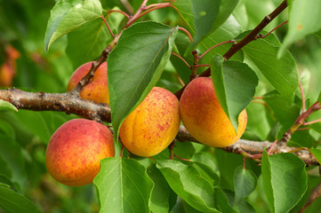 Ripe apricots on the branch