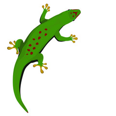 Madagascar day gecko vector illustration. Green tropical lizard on white background.