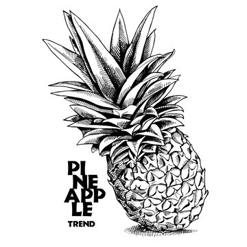 Pineapple. Vector black and white illustration.