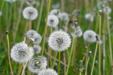 Multiple dandelions on the meadow