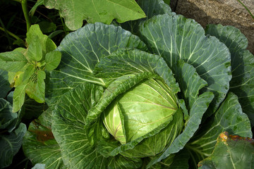 Greem cabbage