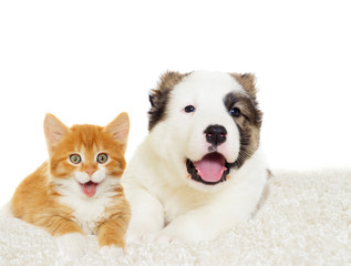 Fototapeta premium kitten and puppy together