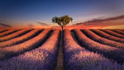 Küchenrückwand glas motiv Lavendel Sonnenaufgang über einem Lavendelfeld. Valensole - Alpes-de-Haute-Provence