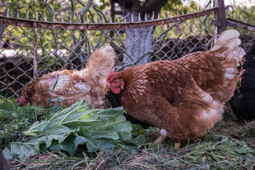 Hens feed on the traditional rural barnyard. Chicken standing on barn yard with the chicken coop. Free range poultry farming 