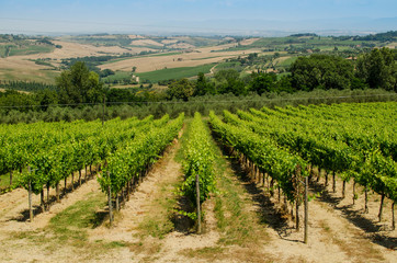 Fototapeta na wymiar The vinery of Tuscany with hills as a background, Italy