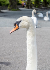 White swan head