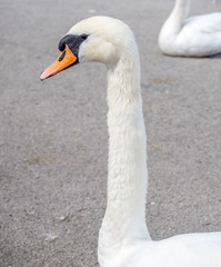 White swan head