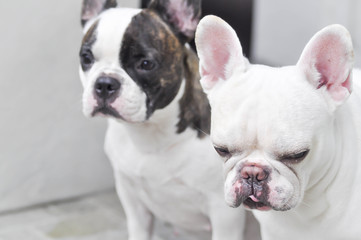 Fototapeta premium absent-minded French bulldog or two French bulldog