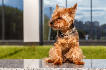 Йоркширский терьер © KPad