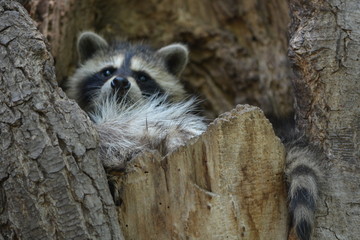 raccoon on a tree
