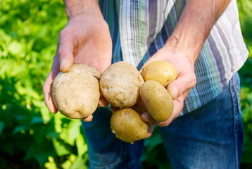 Man harvesting fresh potatoes in vegetable green garden