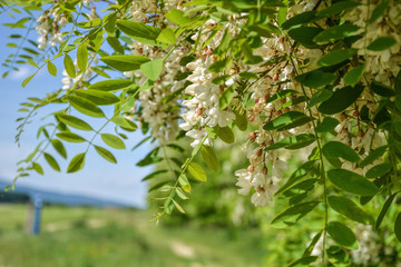 Fototapeta na wymiar Blossoming flowers of black locust (Robinia pseudoacacia) hanging on tree branch in springtime