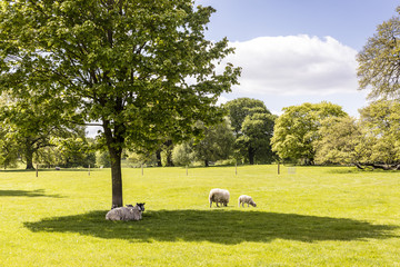 English countryside scene with sheep and new lambs.