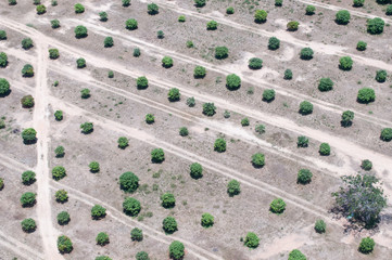 Plantation of trees