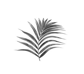 black leaf of palm tree isolated on white background