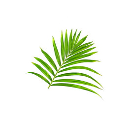 Green leaf of palm tree on white background