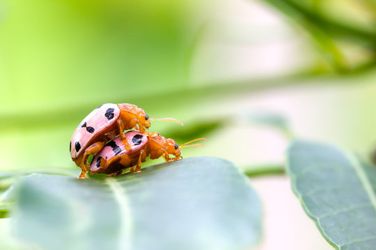Convergent Lady Beetles mating on a green leaf with copyspace