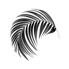 black leaves of palm tree on white background
