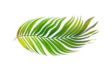 Green leaves of palm tree on white background
