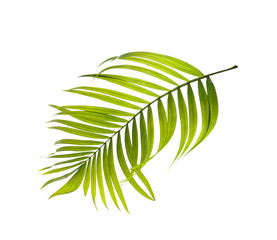 Green leaves of palm tree on white background