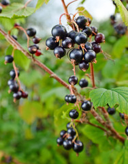  black currant on a branch in garden