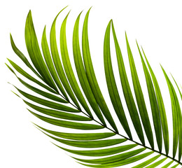 green leaf of palm tree on white background