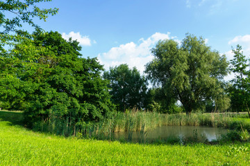 Obraz premium pond in the green parkland