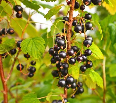  black currant on a branch in garden