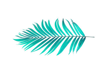 leaf of palm tree on white background