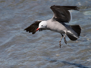 Heermann's Gull Landing