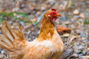 Beautiful chicken in garden