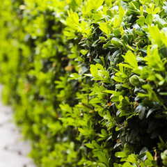 Boxwood bush after cutting, young green leaves