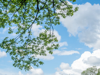 Leaves on tree with blue sky