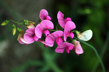 Sprig of sweet peas on a green background