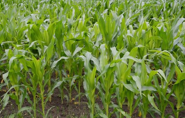 junge Maispflanzen ( Landwirtschaft)