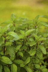 Bergamote mint
