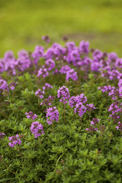 Thyme (Thymus vulgaris) blossoming in the garden of herbs.