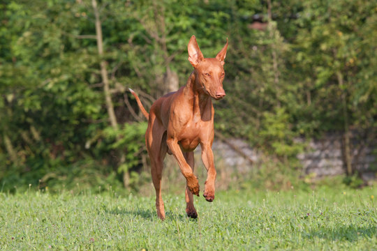Nice pharaoh hound dog running