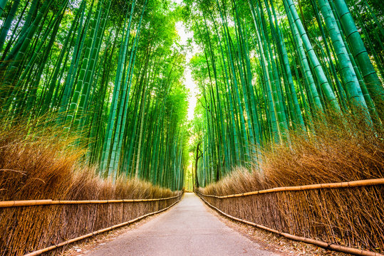 Fototapeta Kyoto, Japan at the Bamboo Forest.