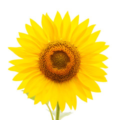 Obraz premium flower of sunflower on white background