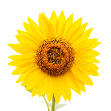 flower of sunflower on white background