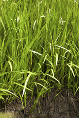 Fototapeta premium Acorus calamus - also called sweet flag or calamus.