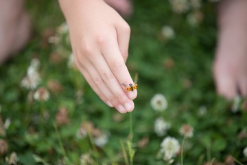子供の手とテントウ虫
