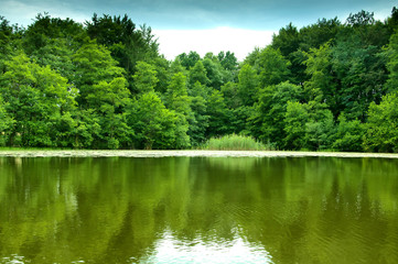 Fototapeta na wymiar River and green forest