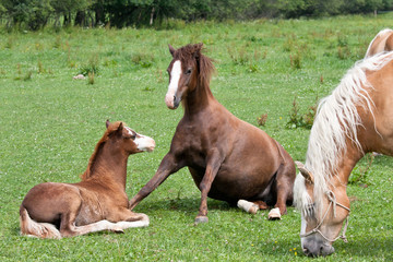 Mother with her foal - welsh pony