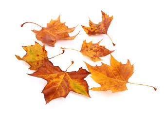 Feuilles mortes de platane