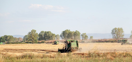 Fototapeta premium summer wheat field after a harvest