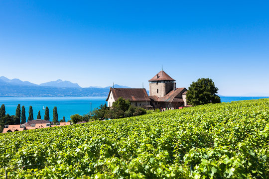 Vineyards in Lavaux region - Terrasses de Lavaux terraces, Switz